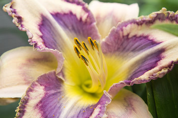 Beautyful yellow and purple lily.