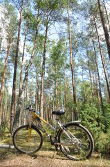 bicycle in the park