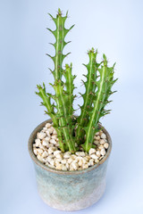 Euphorbia knuthii growing in the small ceramic pot