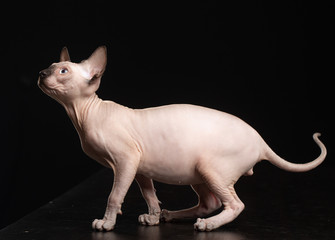 Sphinx cat isolated on Black Background in studio