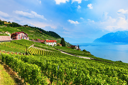 Vineyards near Geneva Lake, Switzerland