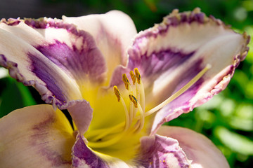 Beautyful yellow and purple lily macro.