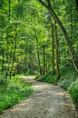 Waldweg