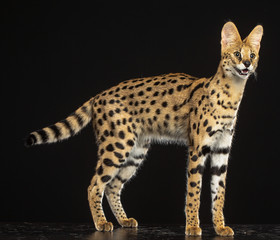 Serval cat isolated on Black Background in studio © TrapezaStudio
