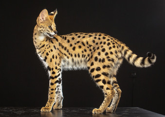 Serval cat isolated on Black Background in studio