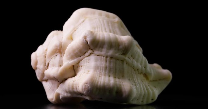 Conchiglia marina reperto archeologico antico isolata su un supporto rotante con sfondo nero. Vista macro