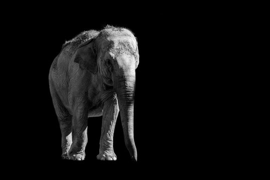 elephant  isolated on black background