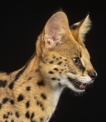 Serval cat isolated on Black Background in studio