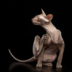 Peterbald cat isolated on Black Background in studio