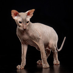Peterbald cat isolated on Black Background in studio