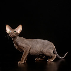 Peterbald cat isolated on Black Background in studio