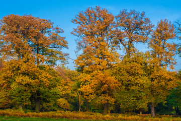 Naklejka premium Indian summer in Germany. A row of big trees are displaying fall colours of yellow and orange on a lovely golden October day in the legendary forest Reinhardswald in North Hesse, Germany.