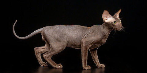 Peterbald cat isolated on Black Background in studio
