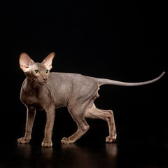 Peterbald cat isolated on Black Background in studio