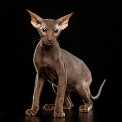 Peterbald cat isolated on Black Background in studio