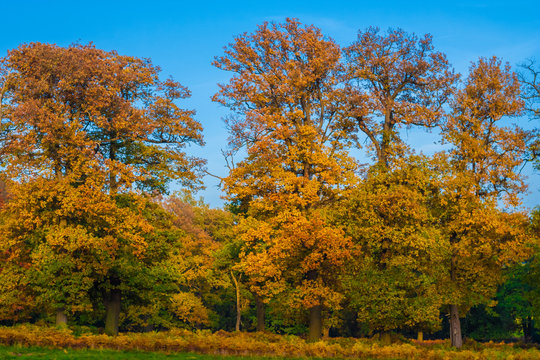 Indian summer in Germany. A row of big trees are displaying fall colours of yellow and orange on a lovely golden October day in the legendary forest Reinhardswald in North Hesse, Germany.