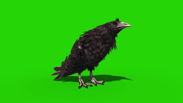 Crow Croaks Green Screen Halloween Horror 3D Rendering Animation