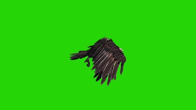 Crow Flies Loop Side Green Screen Halloween Horror 3D Rendering Animation