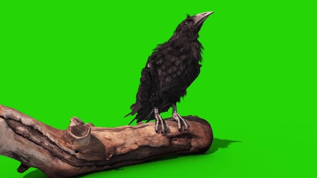 Crow on Trunk Green Screen Halloween Horror 3D Rendering Animation