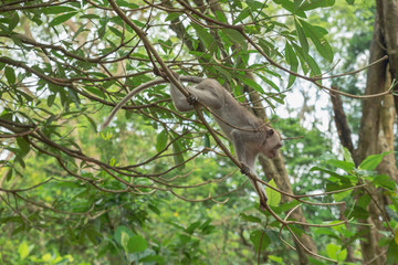 Monkey Forest Ubud Bali Indonesia funny apes playing around