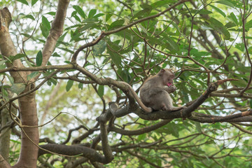 Monkey Forest Ubud Bali Indonesia funny apes playing around