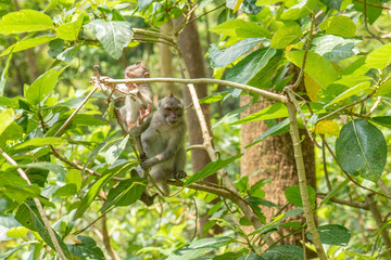 Monkey Forest Ubud Bali Indonesia funny apes playing around