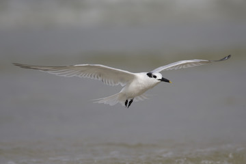 A Sandwich tern (Thalasseus sandvicensis) landing on fort myers beach with the Gulf of Mexico in the background.