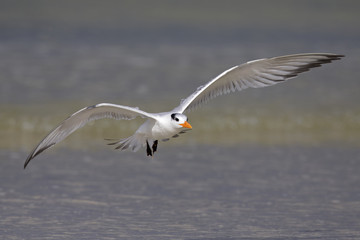 A Royal tern (Thalasseus maximus) landing on fort myers beach with the Gulf of Mexico in the background.