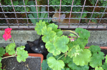 Two kittens - black and yellow - hiding in garden plants - Powered by Adobe