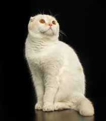 Scottish Fold Cat isolated on Black Background in studio