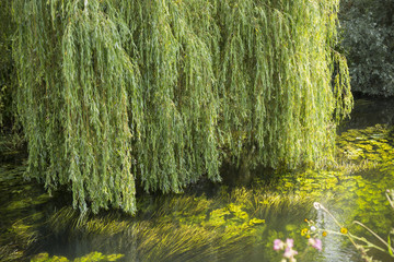 Weeping willow © tottoto