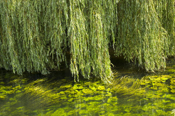 Weeping willow © tottoto