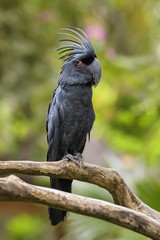 Palm Cockatoo - Probosciger aterrimus, large black unique cockatoo parrot from Indonesian and...