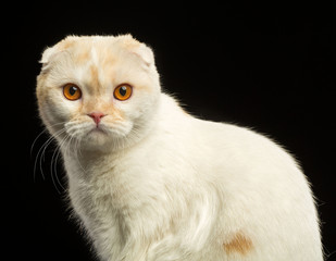 Scottish Fold Cat isolated on Black Background in studio