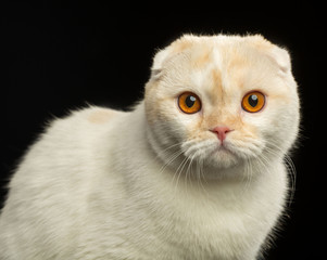 Scottish Fold Cat isolated on Black Background in studio