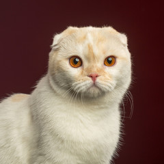 Scottish Fold Cat isolated in studio