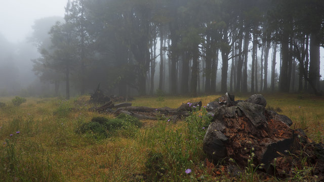 Foggy, ghostly forest, with creepy, dark trees, spooky morning light before or after rain in El Hierro, Canary Islands, Spain