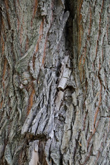 The textured surface of the bark of the old perennial deciduous tree
