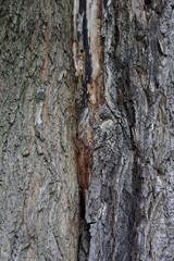 The textured surface of the bark of the old perennial deciduous tree
