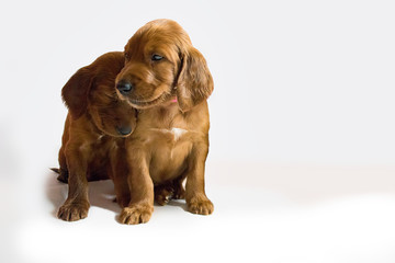 Hundebabys kuschelnd