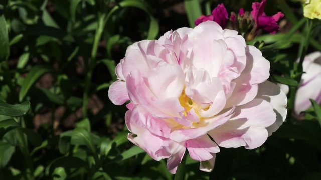 Close up pink Carnation flower in flower bed