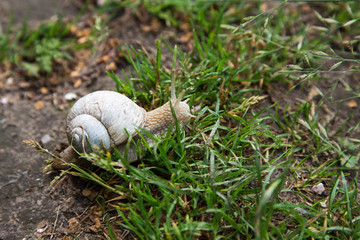 Weinbergschnecke