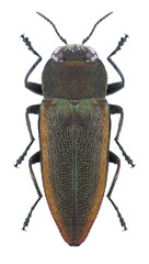 Beetle Anthaxia senicula on a white background