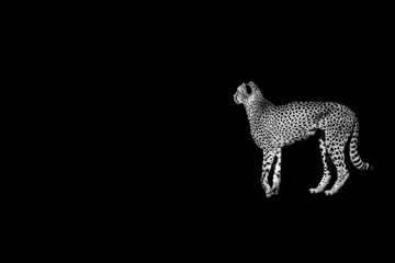 cheetah  head  isolated on black background