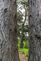 Obraz premium Forest landscape in Mount Victoria in Wellington, New zealand