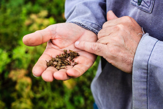 jardin potager organique naturel biologique l&eacute;gumes courges et potirons  de la terre &agrave; la cuisine
