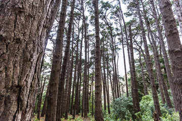 Forest landscape in Mount Victoria in Wellington, New zealand