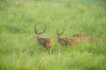 Sika or spotted deers herd in the elephant grass