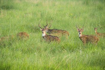 Sika or spotted deers herd in the elephant grass