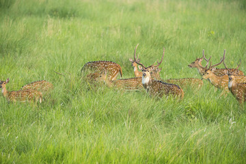 Sika or spotted deers herd in the elephant grass